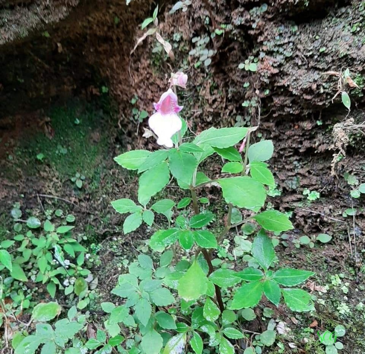 Impatiens appendiculata Arn.